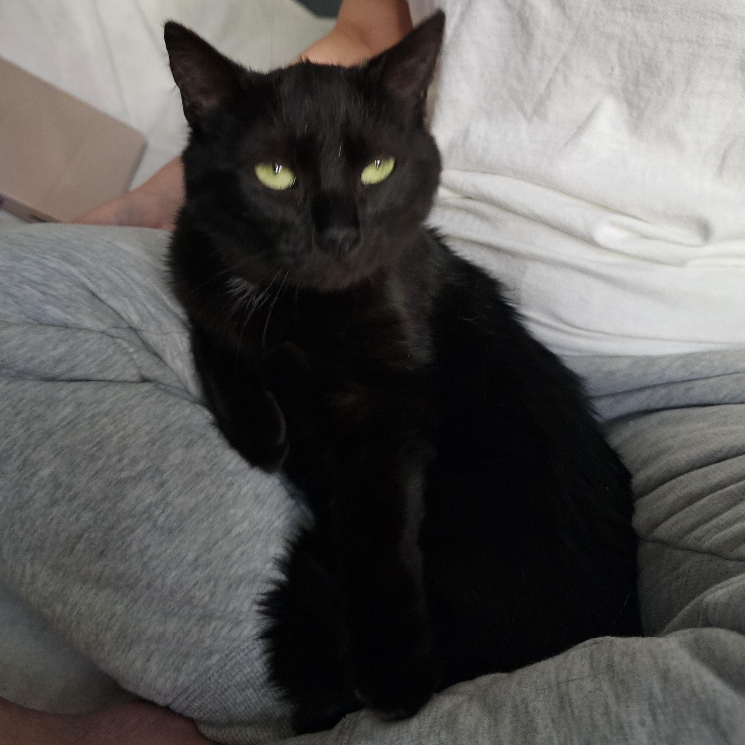 Enlarge Baby, a ADOPTABLE Domestic Short Hair in Ridgefield, CT image 4/6