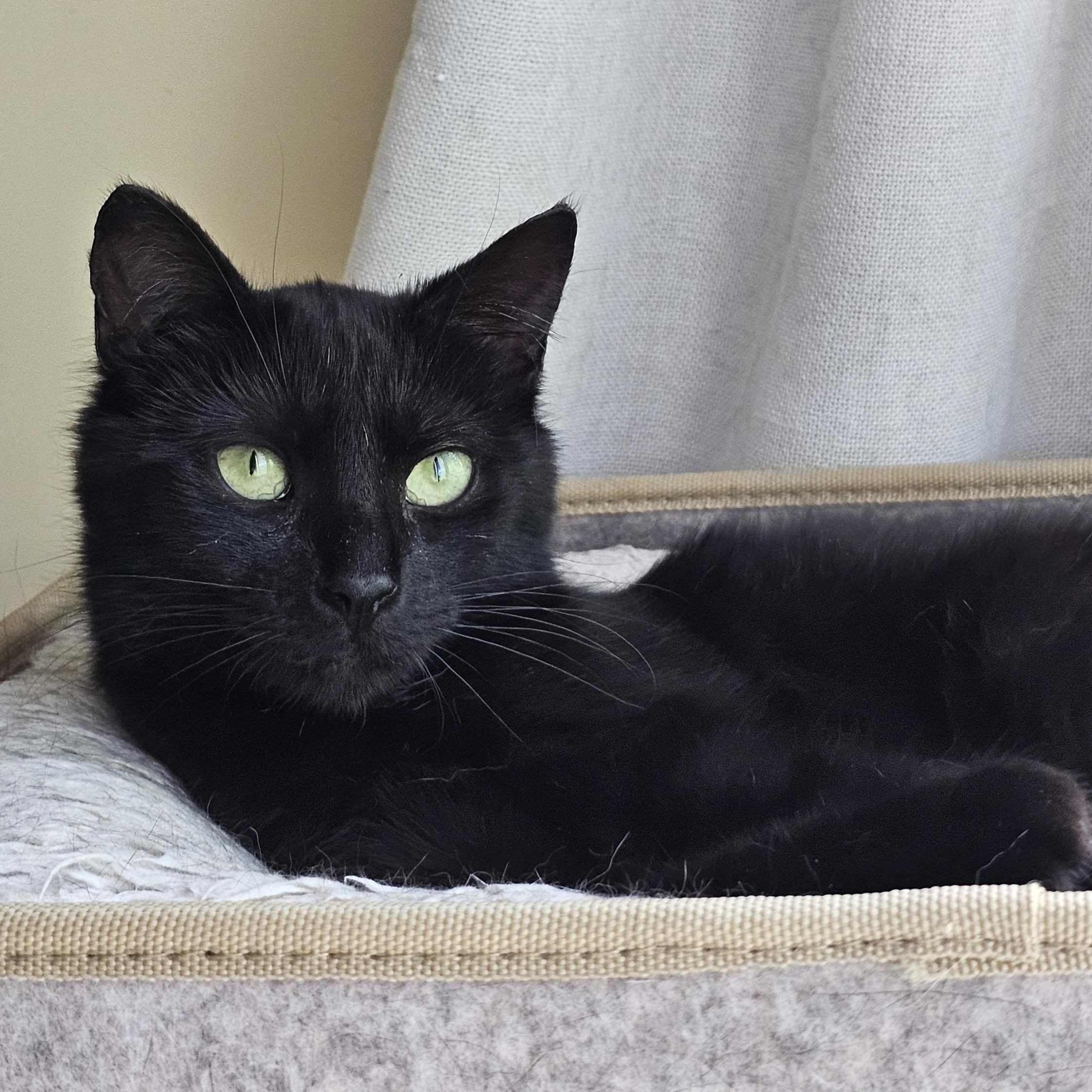 Enlarge Baby, a ADOPTABLE Domestic Short Hair in Ridgefield, CT image 3/6