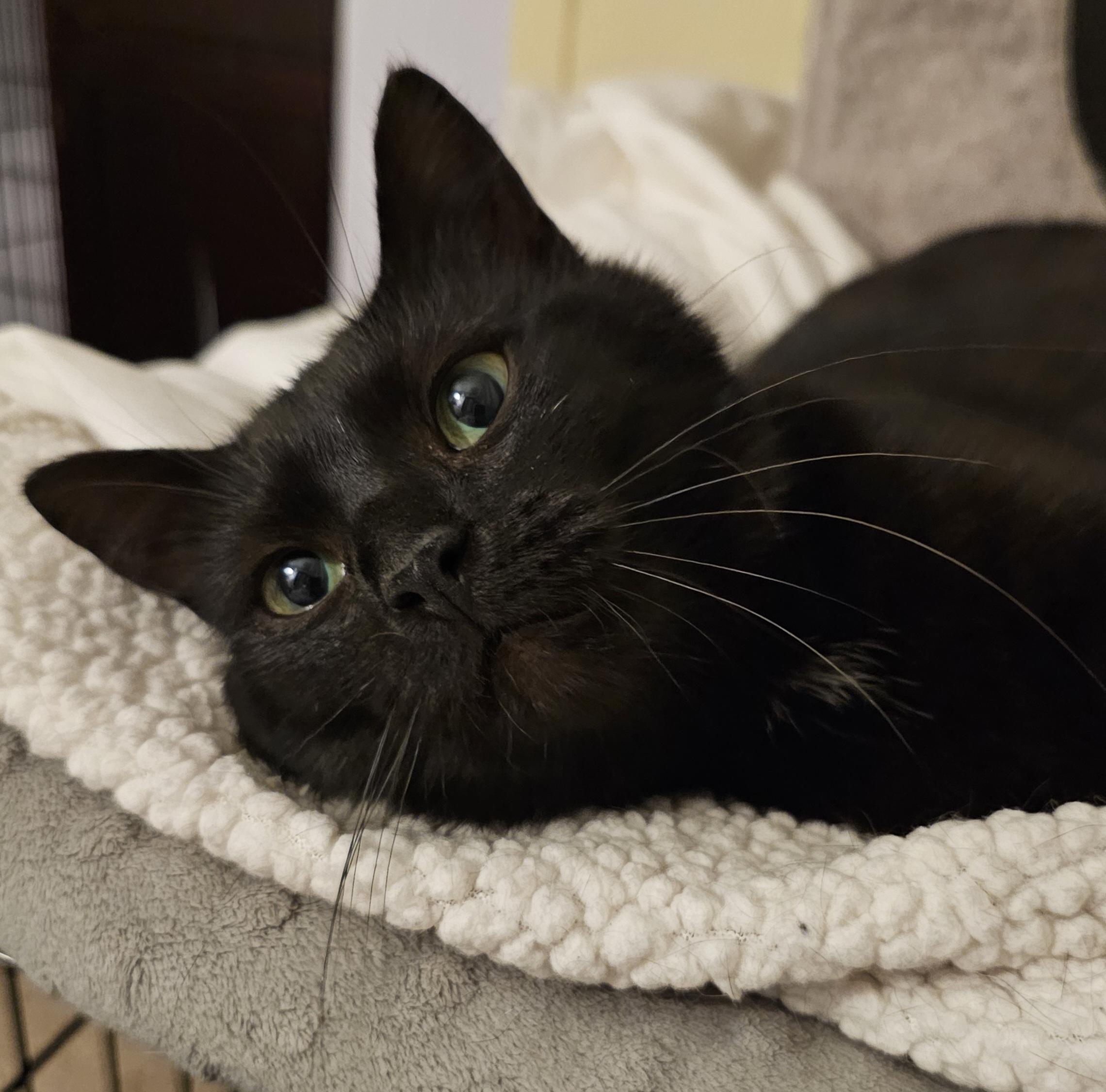 Baby, ADOPTABLE, Kitten Female Domestic Short Hair.