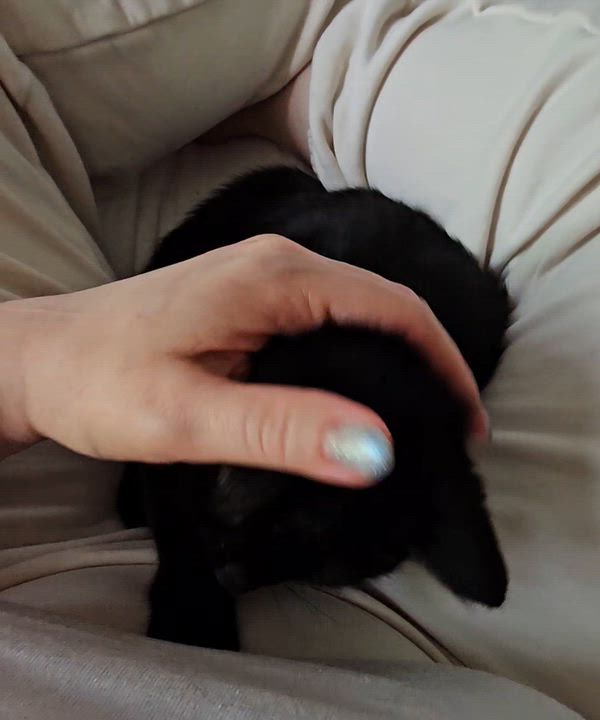 Enlarge Baby, a ADOPTABLE Domestic Short Hair in Ridgefield, CT video 6/6