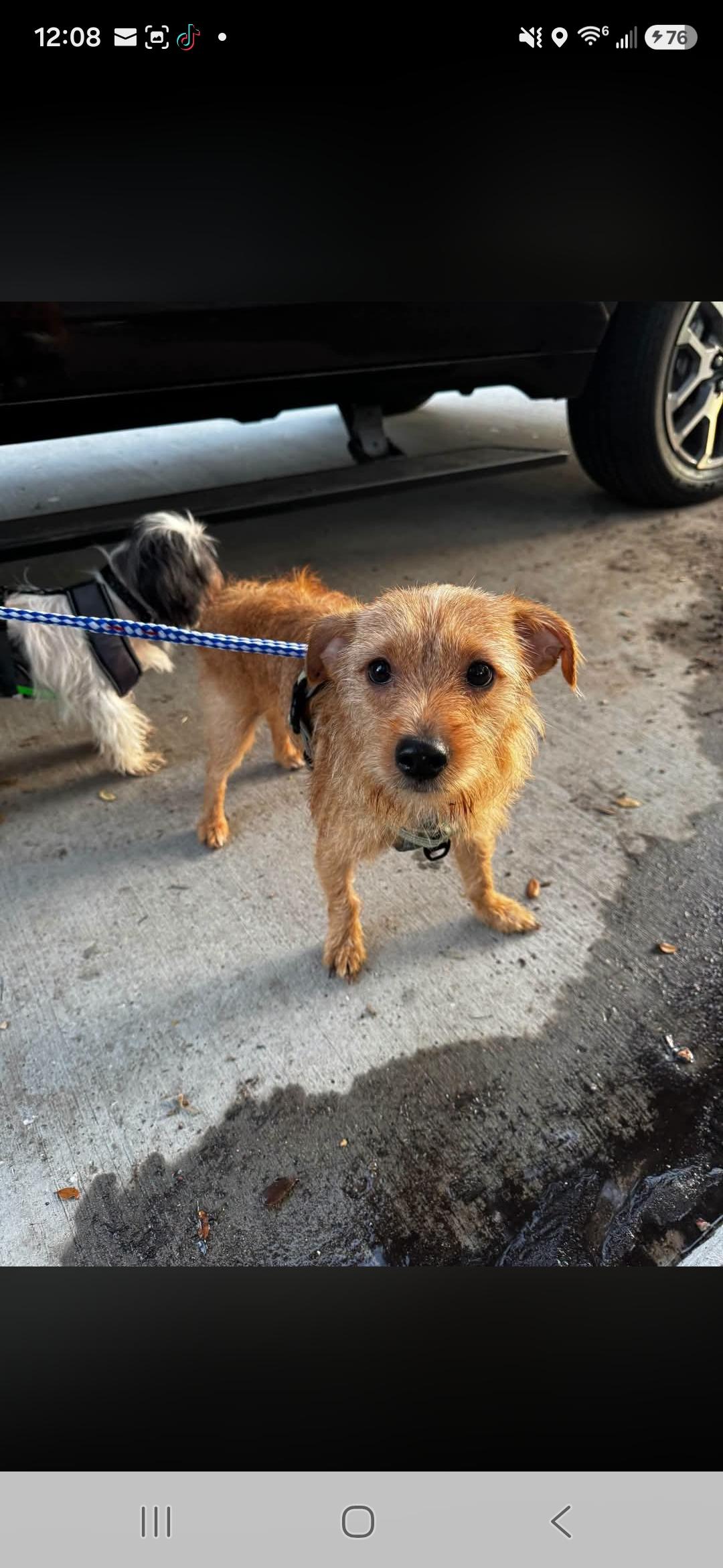 Enlarge Tucker, a Adopted Terrier in Miami, FL image 1/1