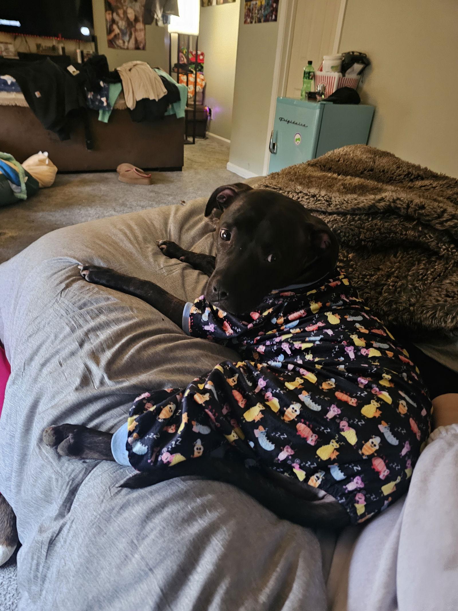 Boomer COURTESY, Adoptable, Adult Male Pit Bull Terrier & Boxer.