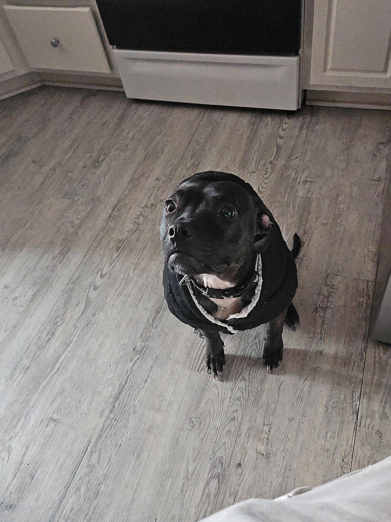 Enlarge Boomer COURTESY, a Adoptable mixed breed in Fort Thomas, KY image 2/3