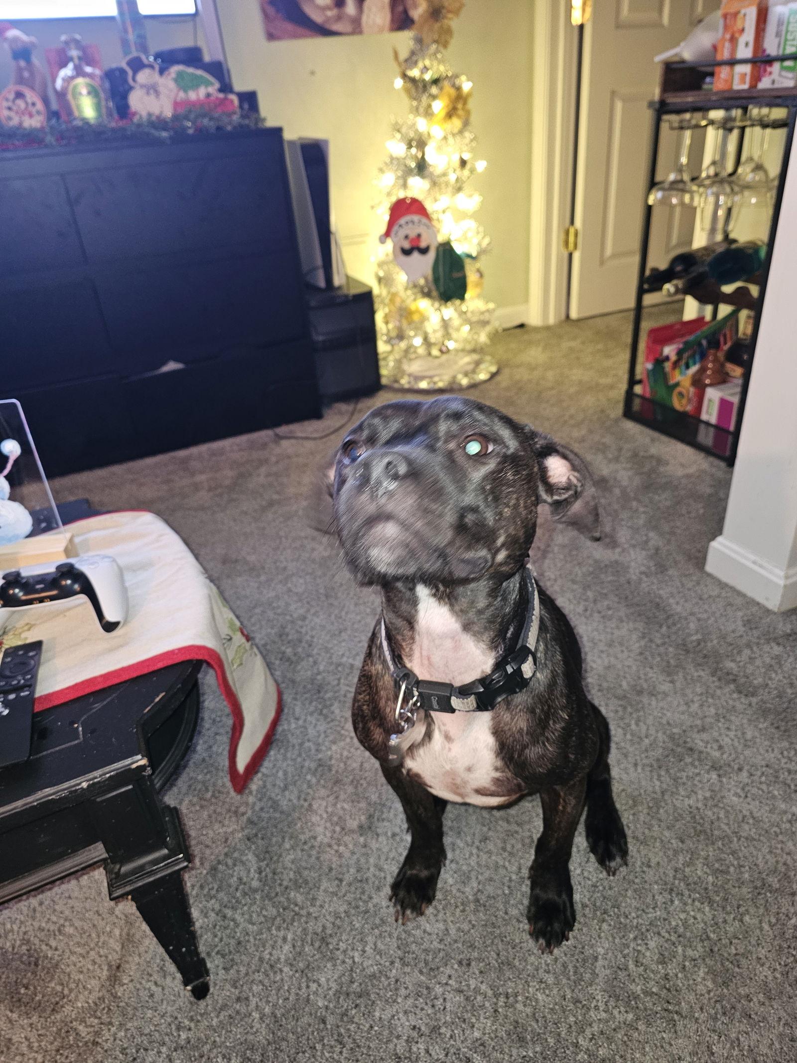 Enlarge Boomer COURTESY, a Adoptable mixed breed in Fort Thomas, KY image 3/3