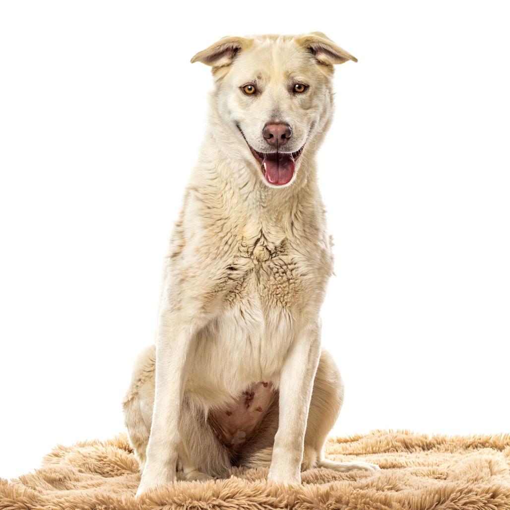 Mikiko, a Adoptable Siberian Husky in Reno, NV image 1/4