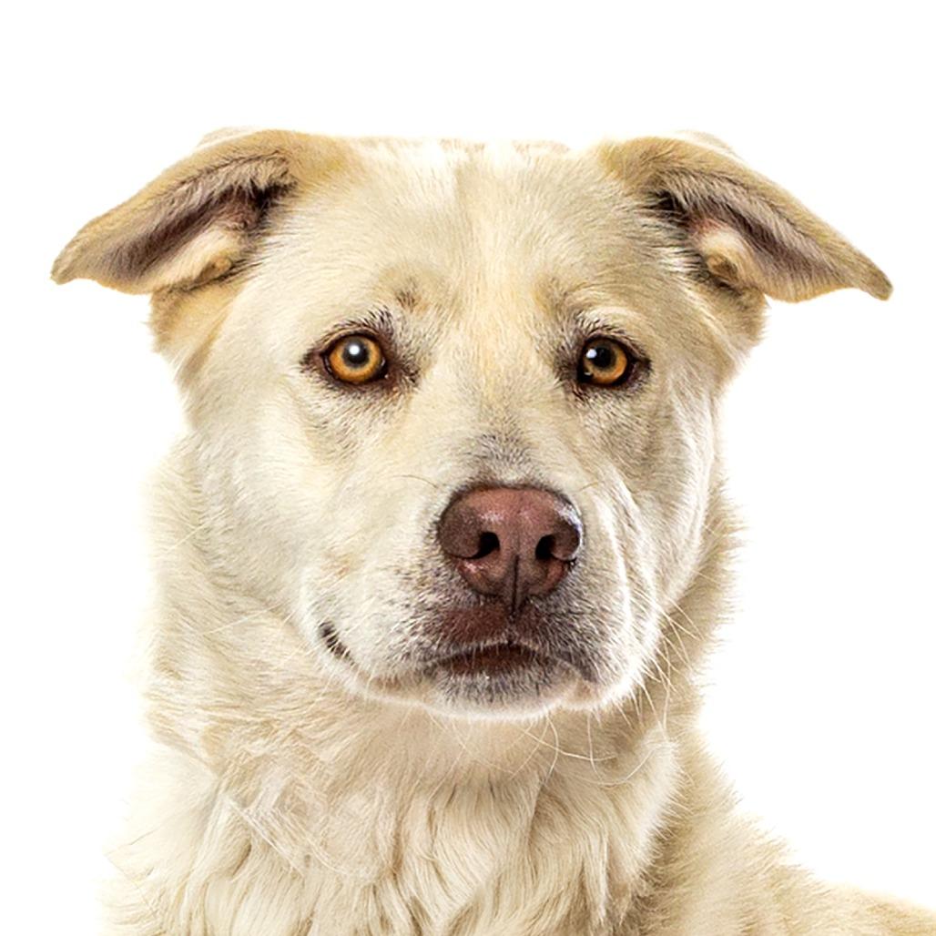 Mikiko, a Adoptable Siberian Husky in Reno, NV image 2/4