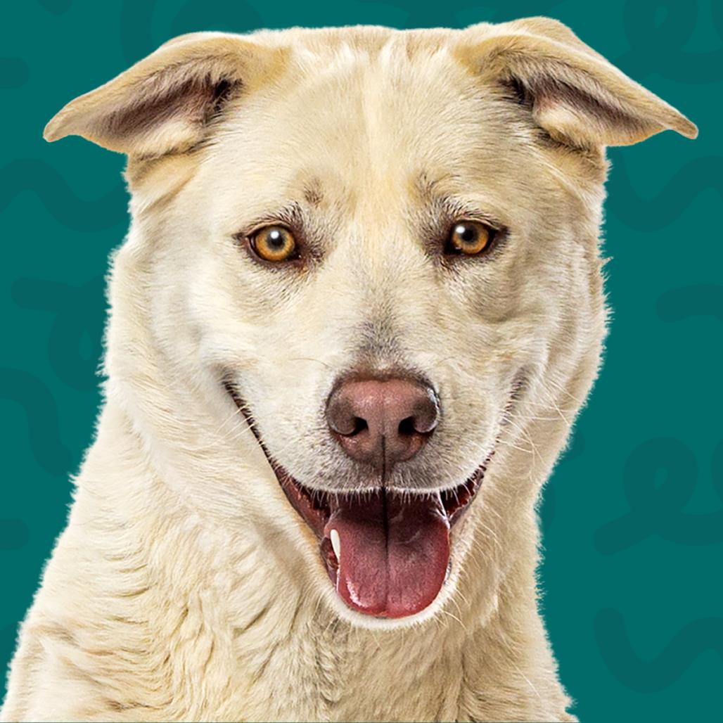 Mikiko, a Adoptable Siberian Husky in Reno, NV image 3/4