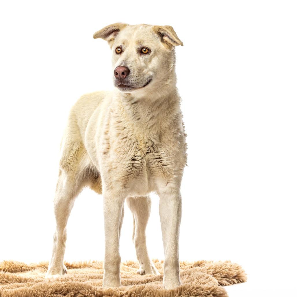 Mikiko, a Adoptable Siberian Husky in Reno, NV image 4/4