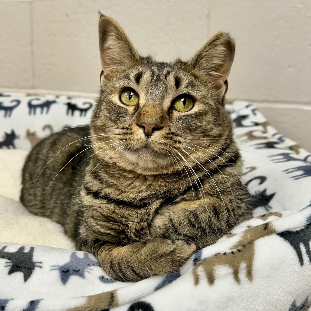 Enlarge Bubbles, a Adoptable Domestic Short Hair in Middleburg Heights , OH image 1/6