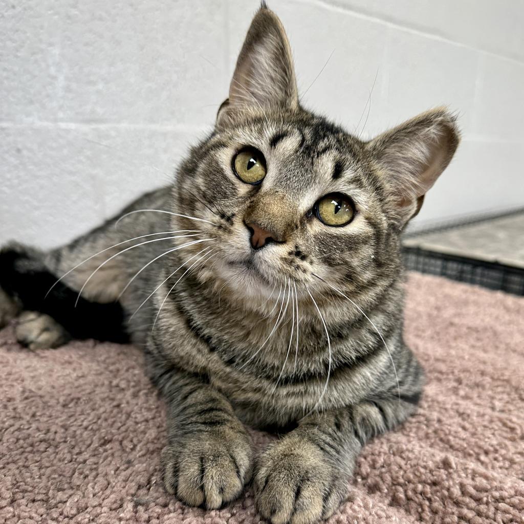 Enlarge Bubbles, a Adoptable Domestic Short Hair in Middleburg Heights , OH image 1/6