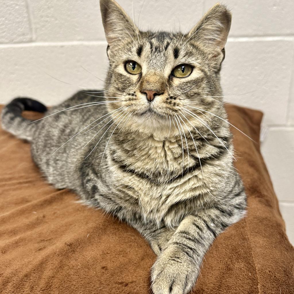 Enlarge Bubbles, a Adoptable Domestic Short Hair in Middleburg Heights , OH image 2/6