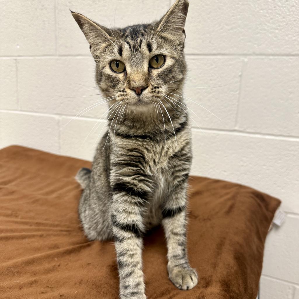 Enlarge Bubbles, a Adoptable Domestic Short Hair in Middleburg Heights , OH image 3/6