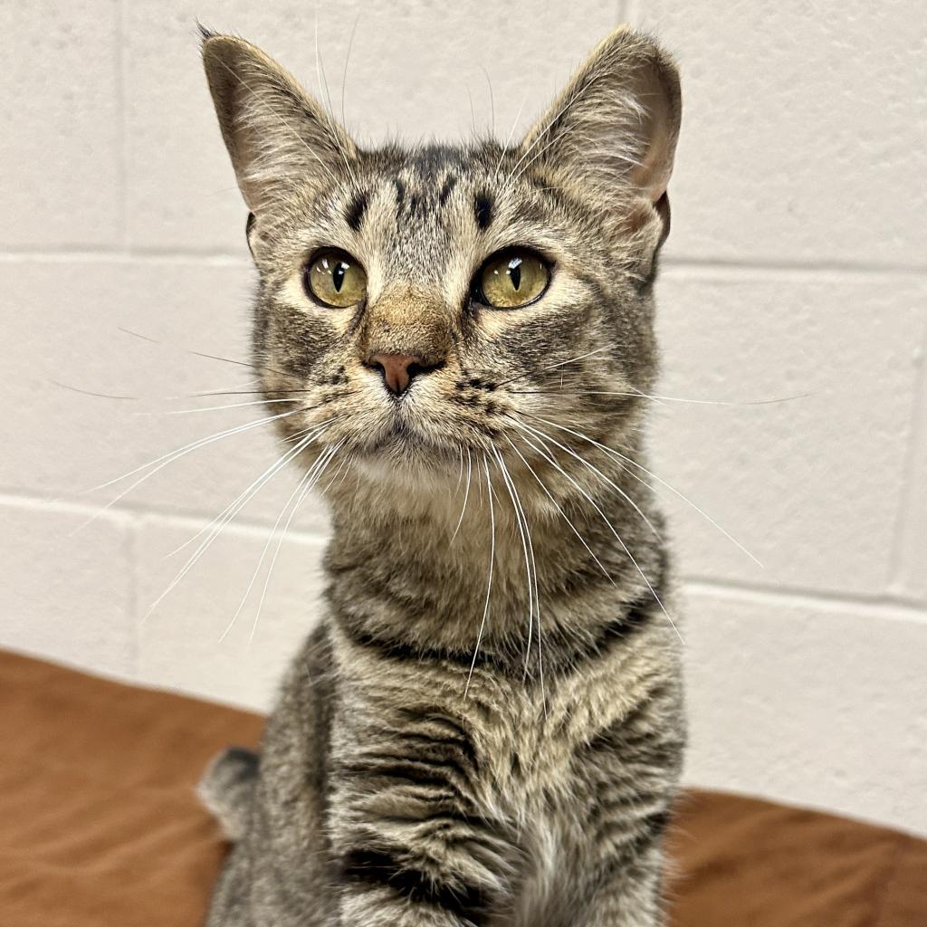 Enlarge Bubbles, a Adoptable Domestic Short Hair in Middleburg Heights , OH image 4/6
