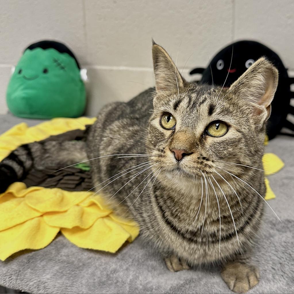 Enlarge Bubbles, a Adoptable Domestic Short Hair in Middleburg Heights , OH image 5/6