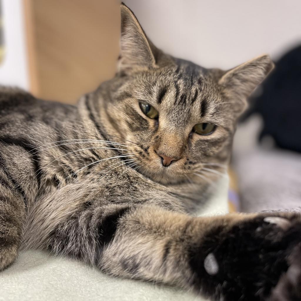 Enlarge Bubbles, a Adoptable Domestic Short Hair in Middleburg Heights , OH image 6/6