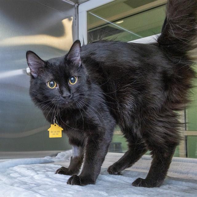 BOO, Adoptable, Young Male Domestic Medium Hair.