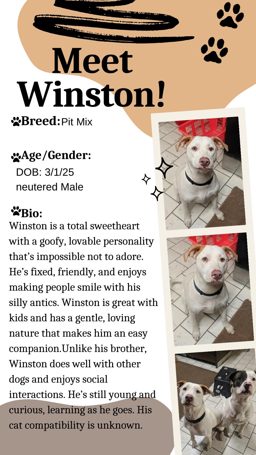 Enlarge Winston, a Adoptable mixed breed in Klamath Falls, OR image 1/1