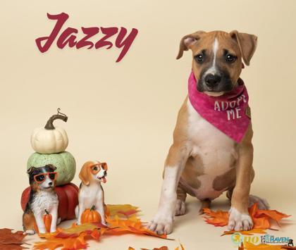Jazzy, Adoptable, Puppy Female Boxer & Mixed Breed.
