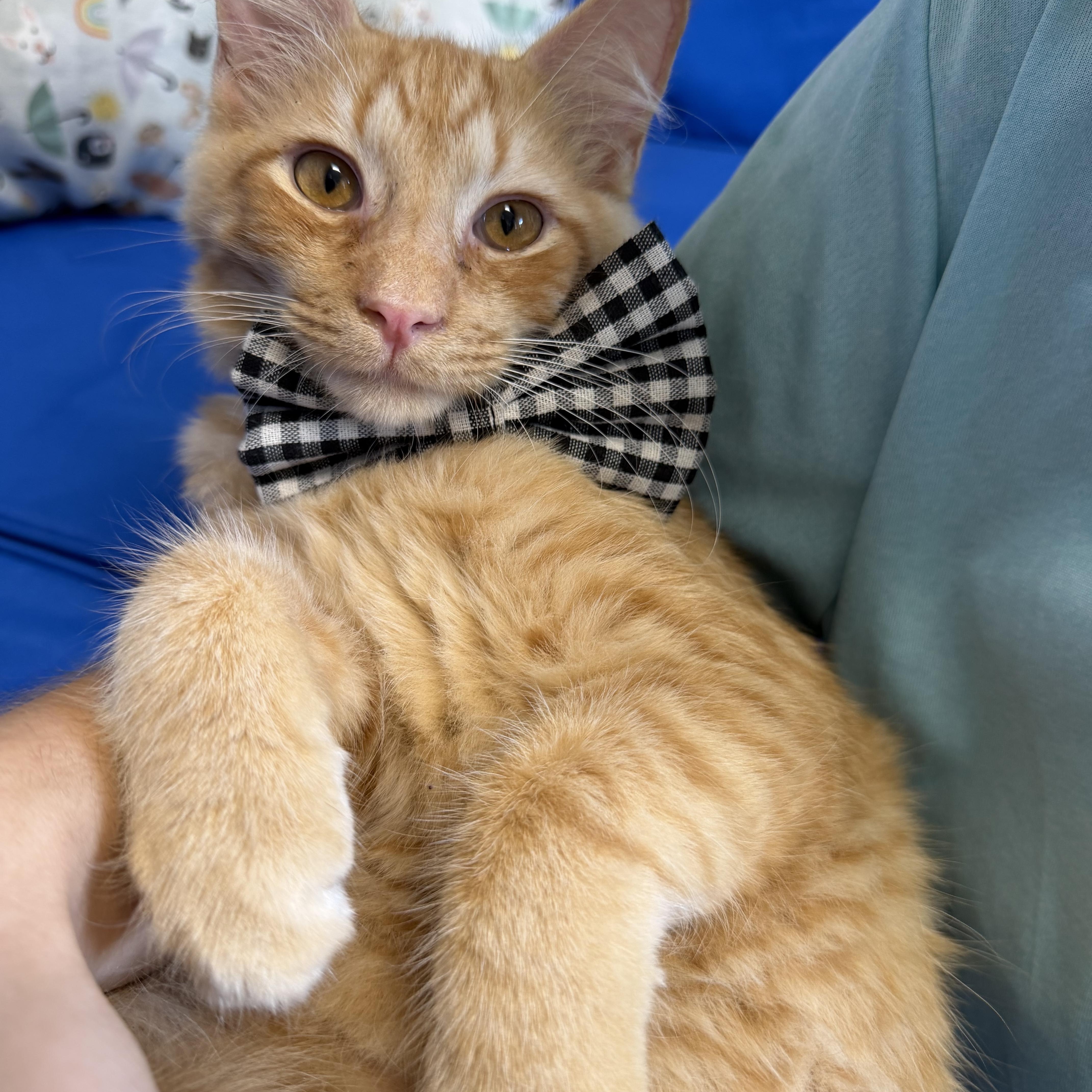 Enlarge Croissant, a Adopted Domestic Medium Hair in Plant City, FL image 2/3