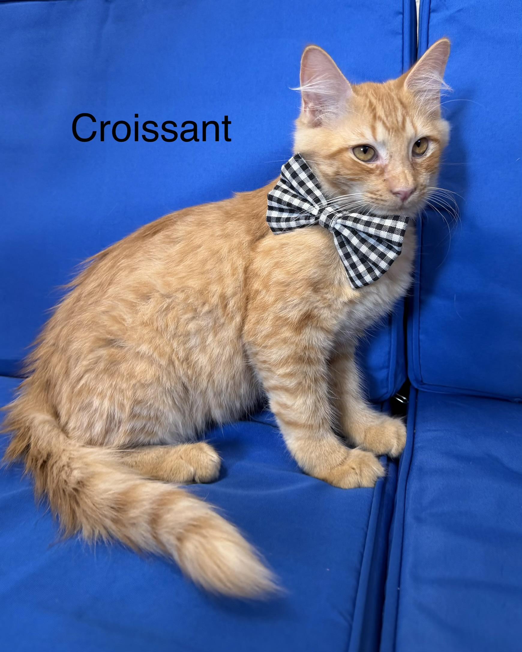 Croissant, Adopted, Kitten Male Domestic Medium Hair.