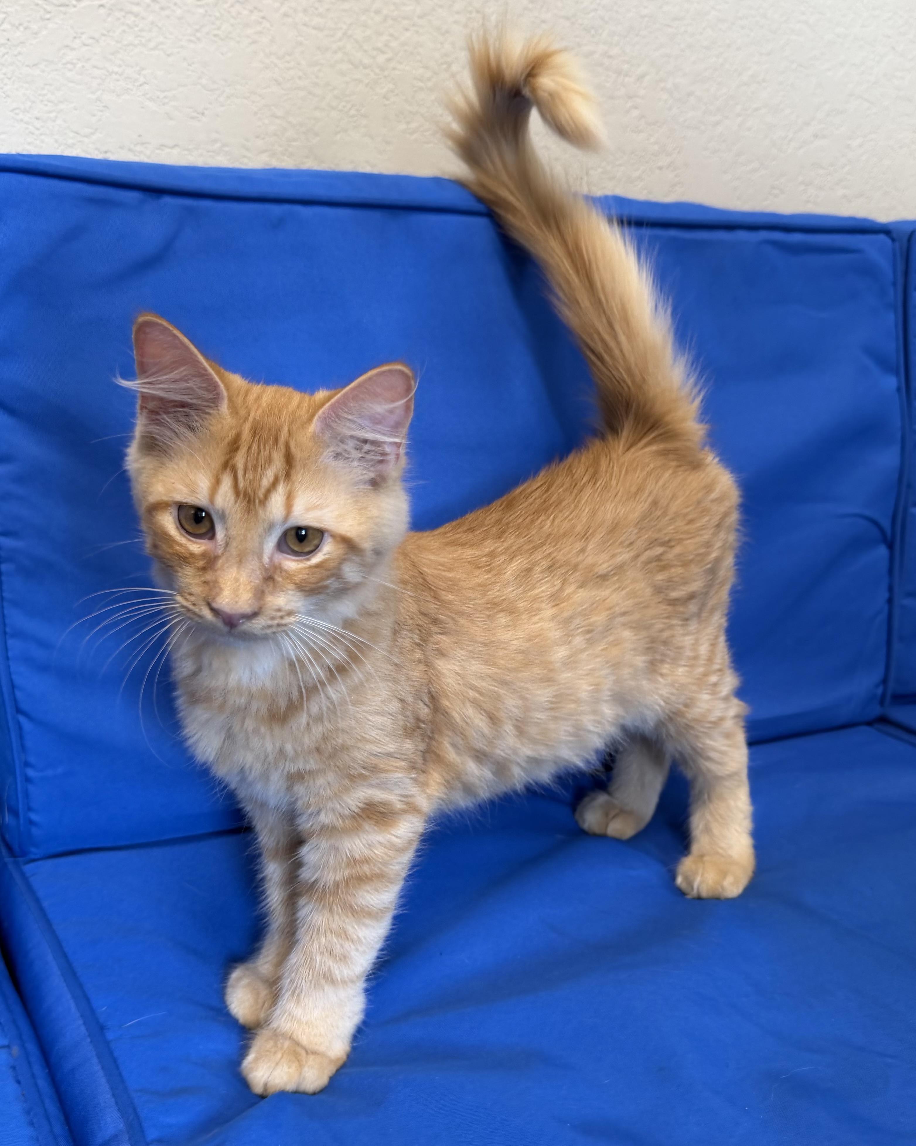 Enlarge Croissant, a Adopted Domestic Medium Hair in Plant City, FL image 3/3