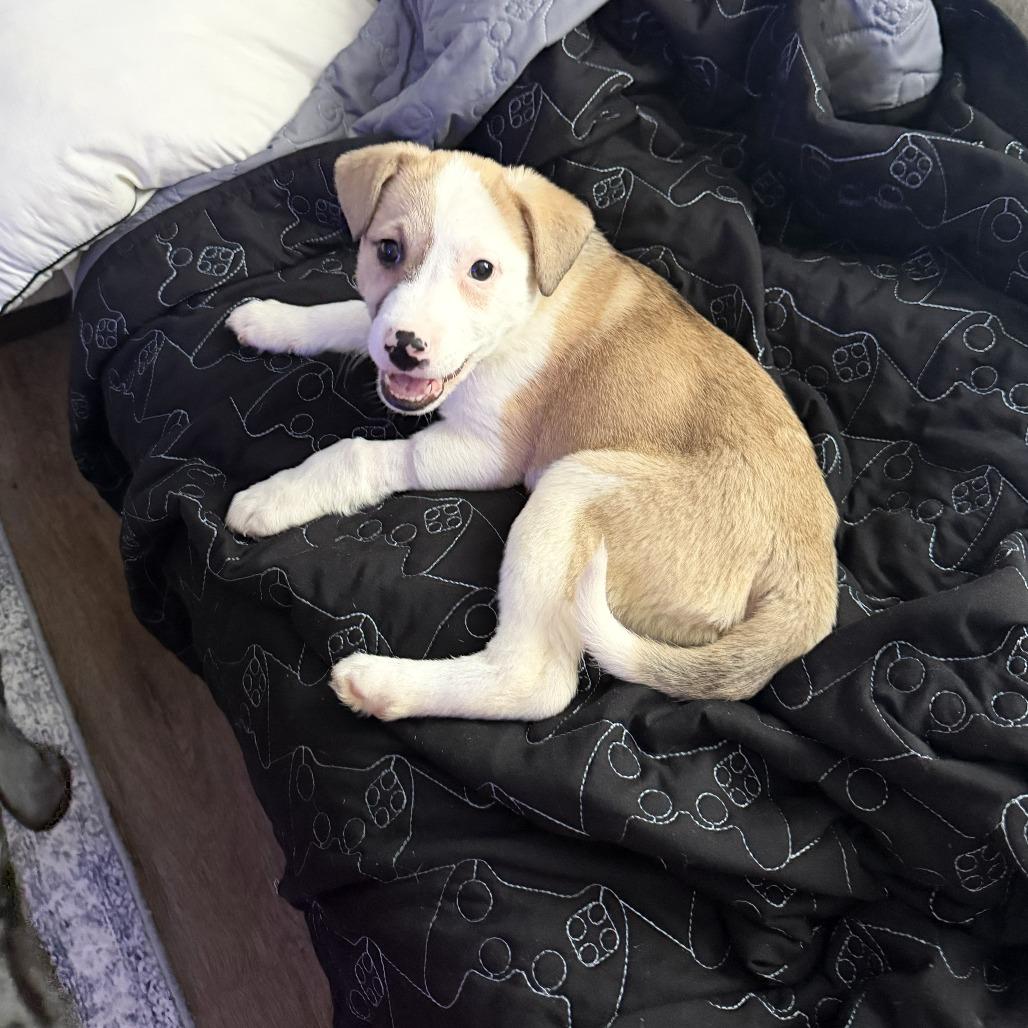 Dibs — thumbnail 2