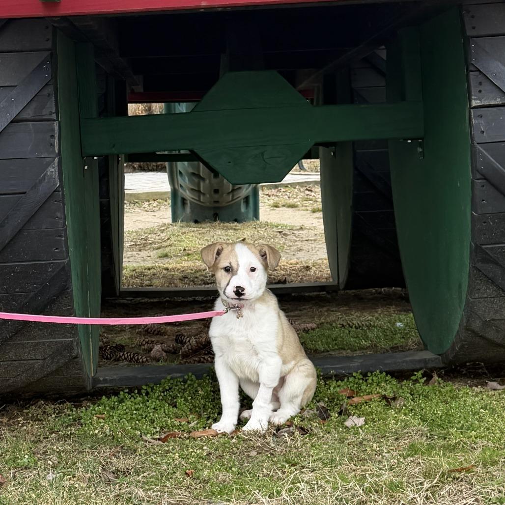 Dibs — thumbnail 3