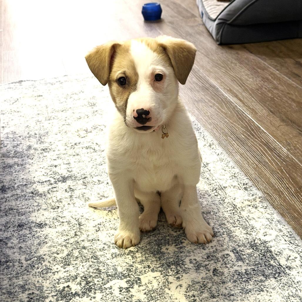 Dibs — thumbnail 4