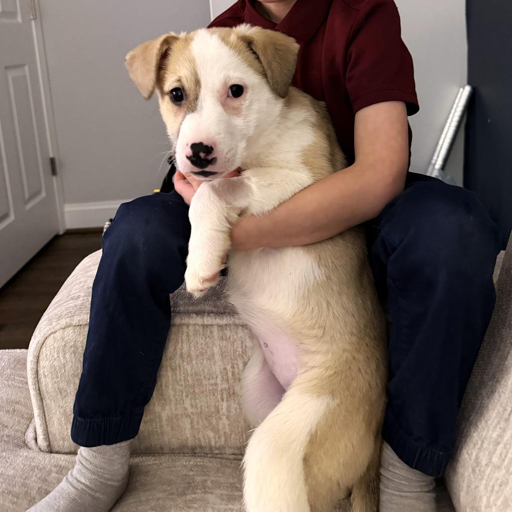 Dibs — thumbnail 5