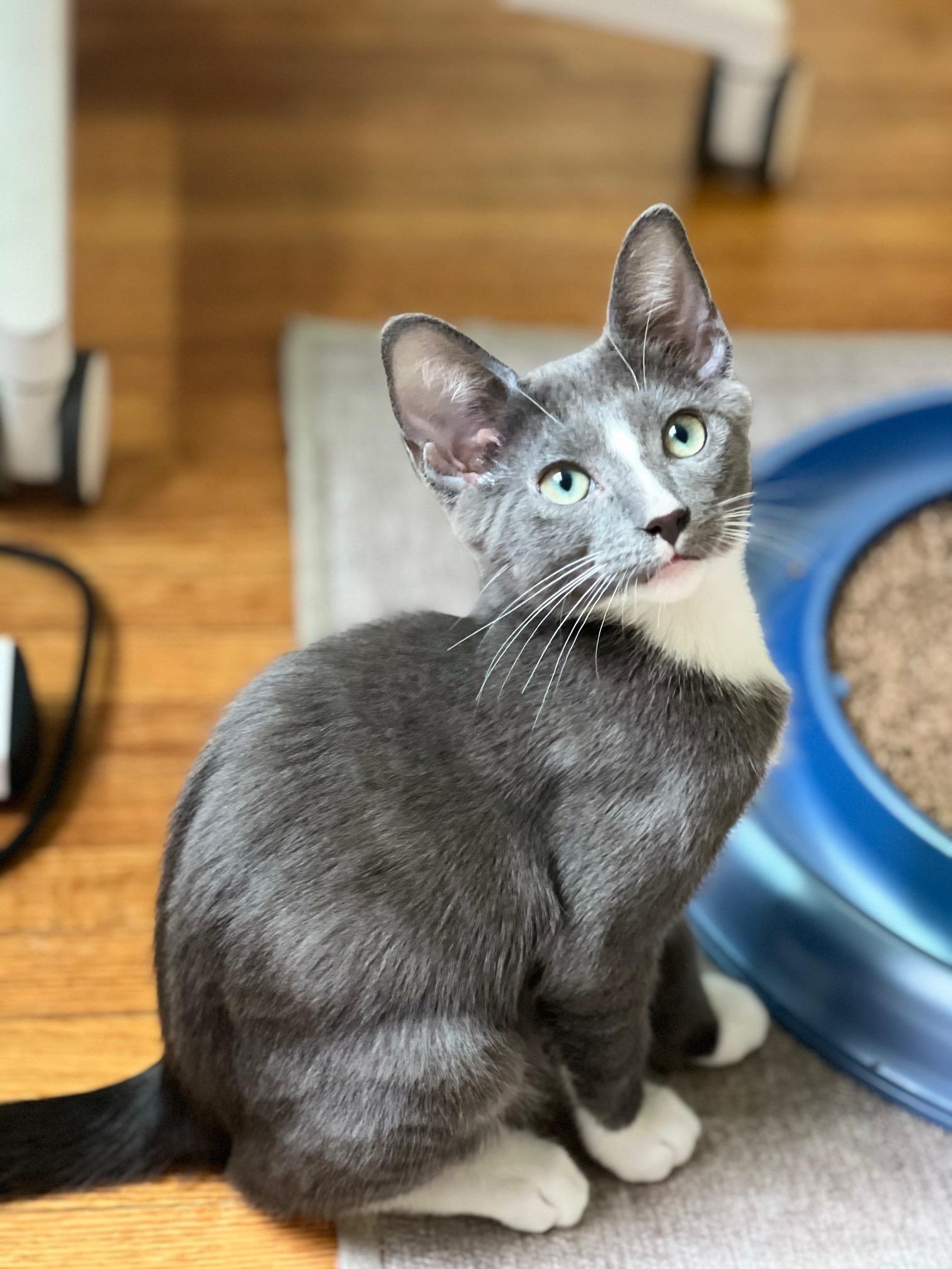 Sweet Spud - Potato Kitten - Video!