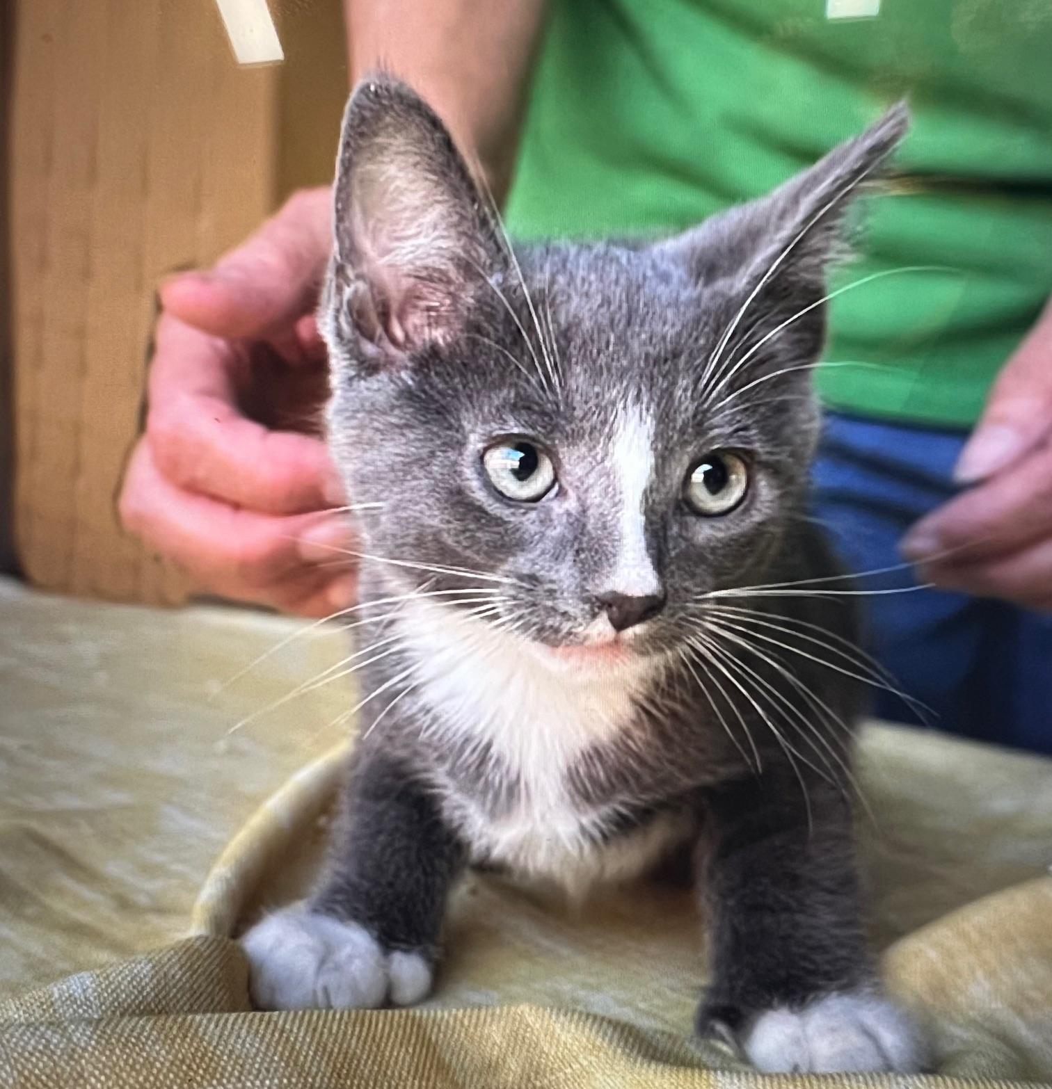 Spud The Stud - Potato Kitten - Video!, Baby Male Russian Blue