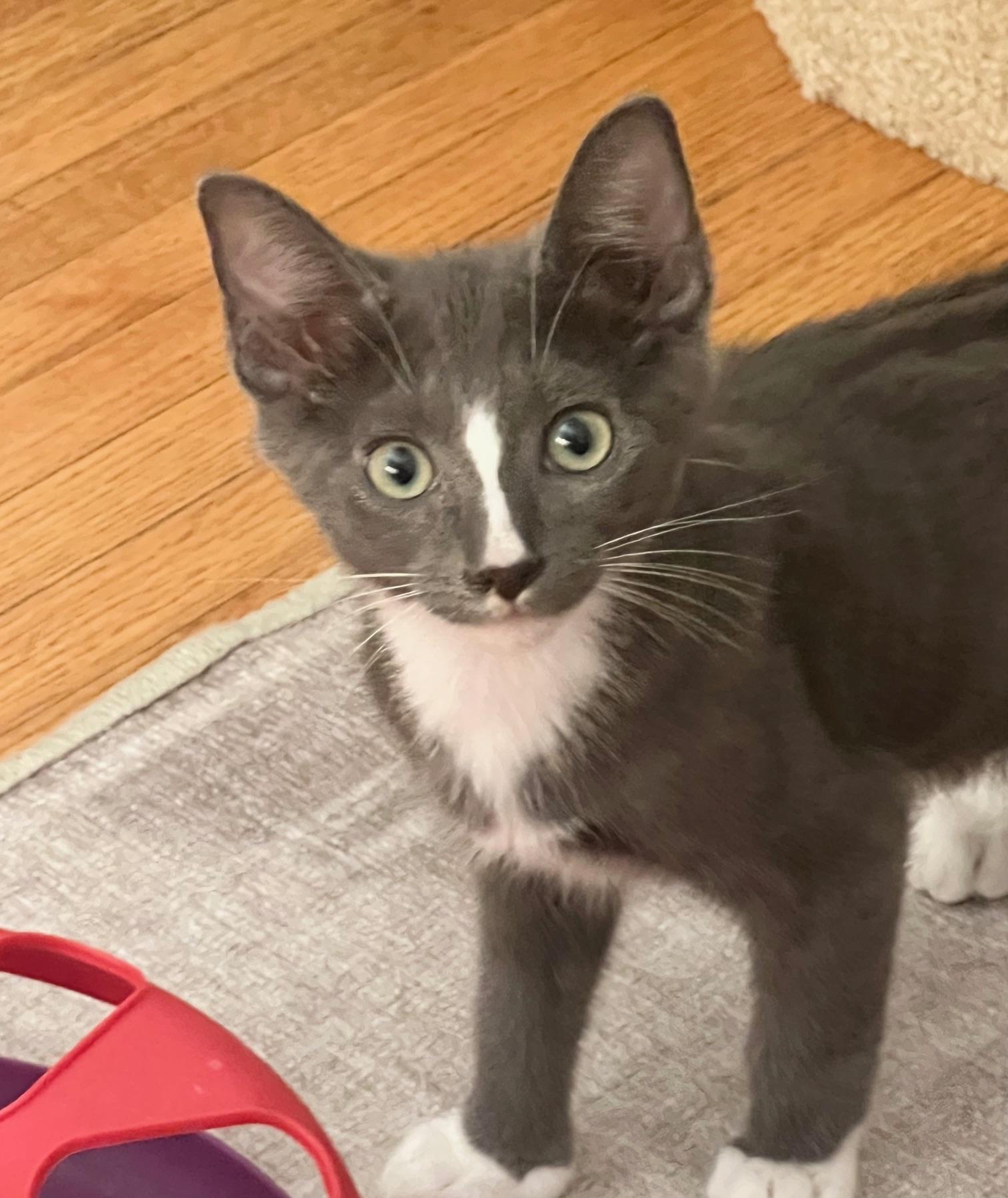 Spud The Stud - Potato Kitten - Video! photo 2