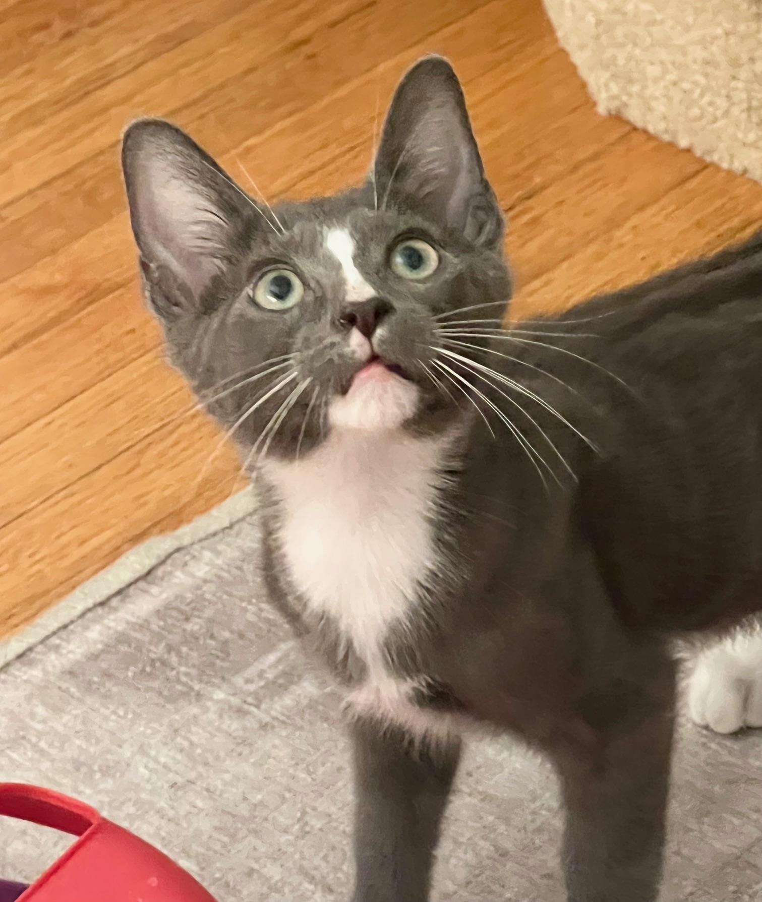 Spud The Stud - Potato Kitten - Video! photo 3