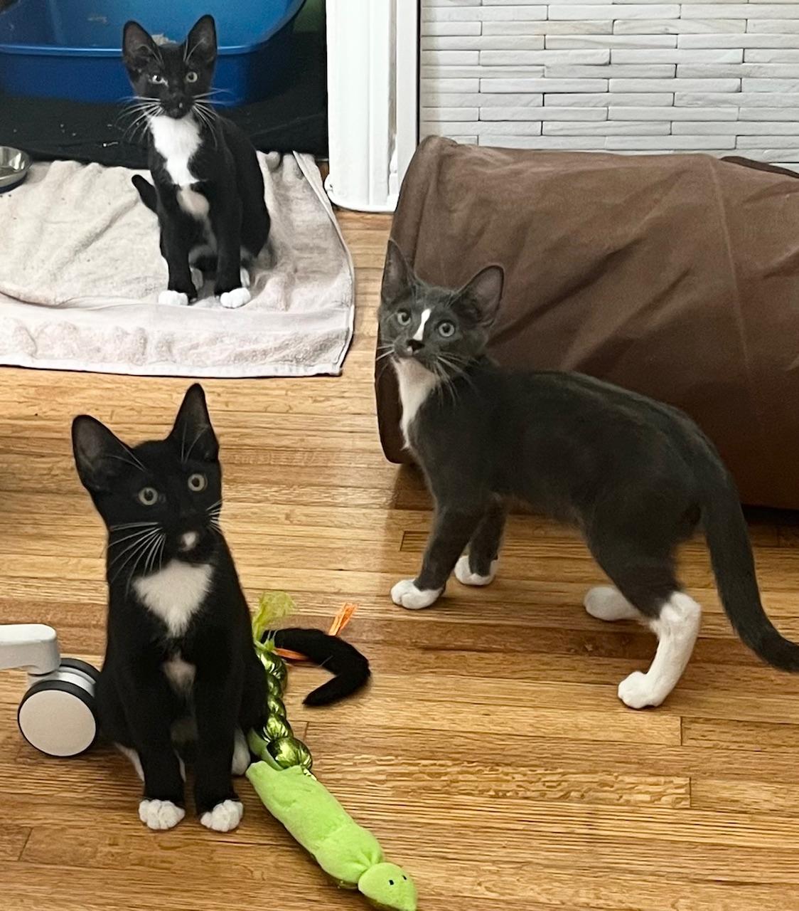 Spud The Stud - Potato Kitten - Video! photo 4