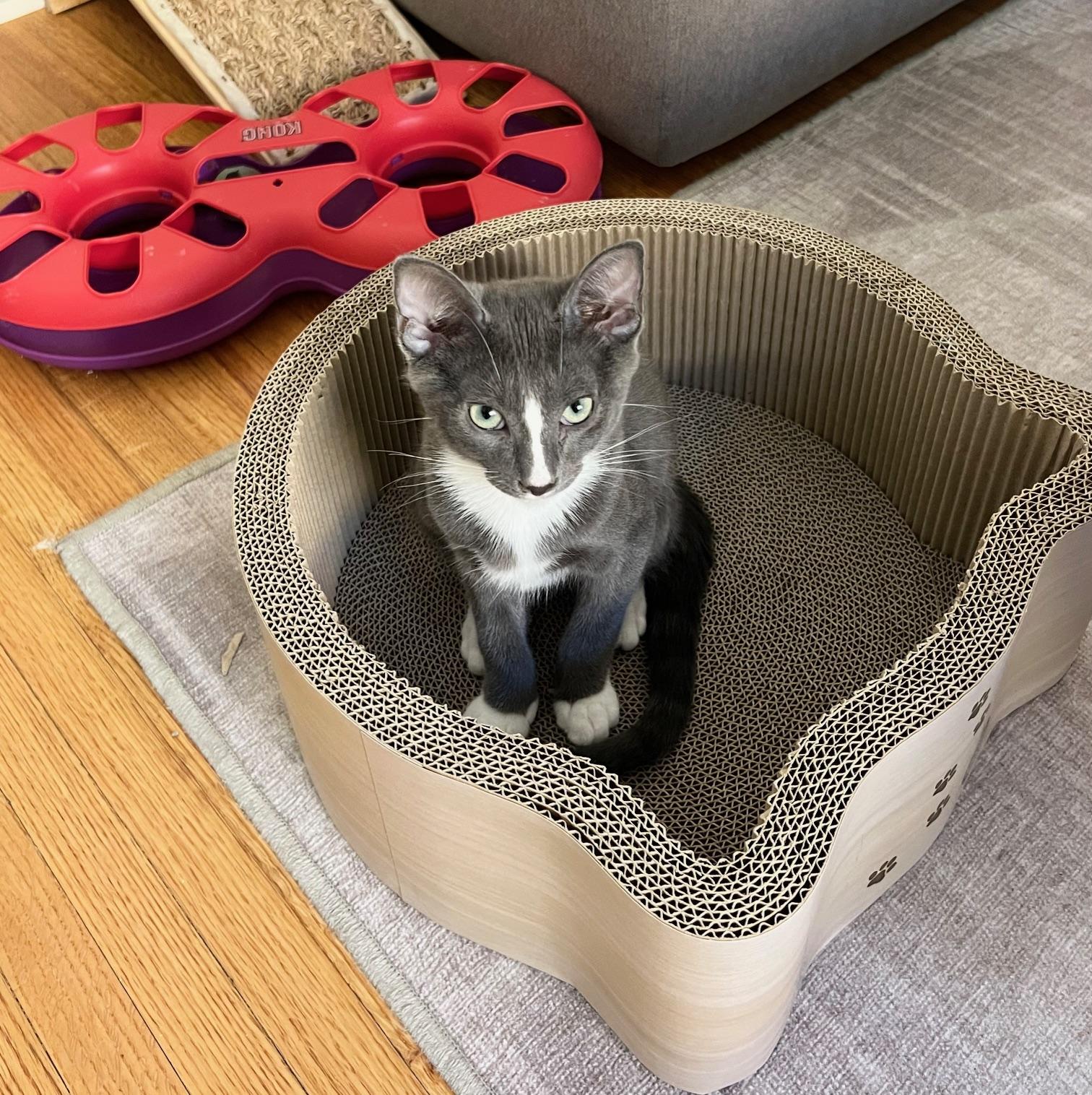 Sweet Spud - Potato Kitten - Video!