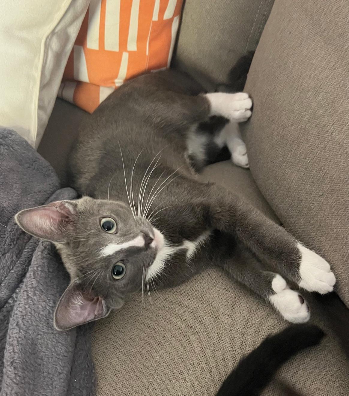 Sweet Spud - Potato Kitten - Video!