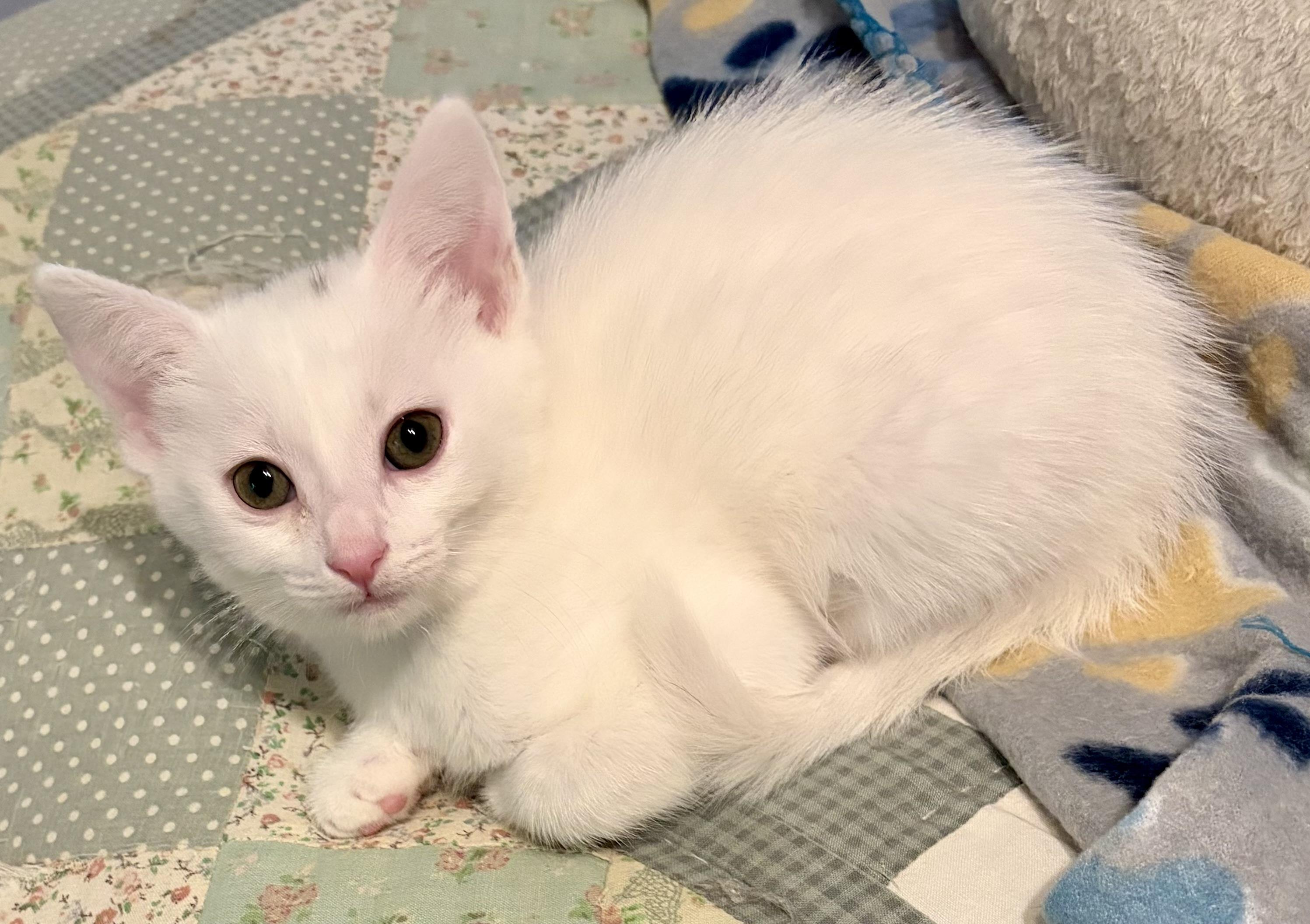 Enlarge Brynlee, a Adoptable Domestic Short Hair in Houghton Lake, MI image 4/4