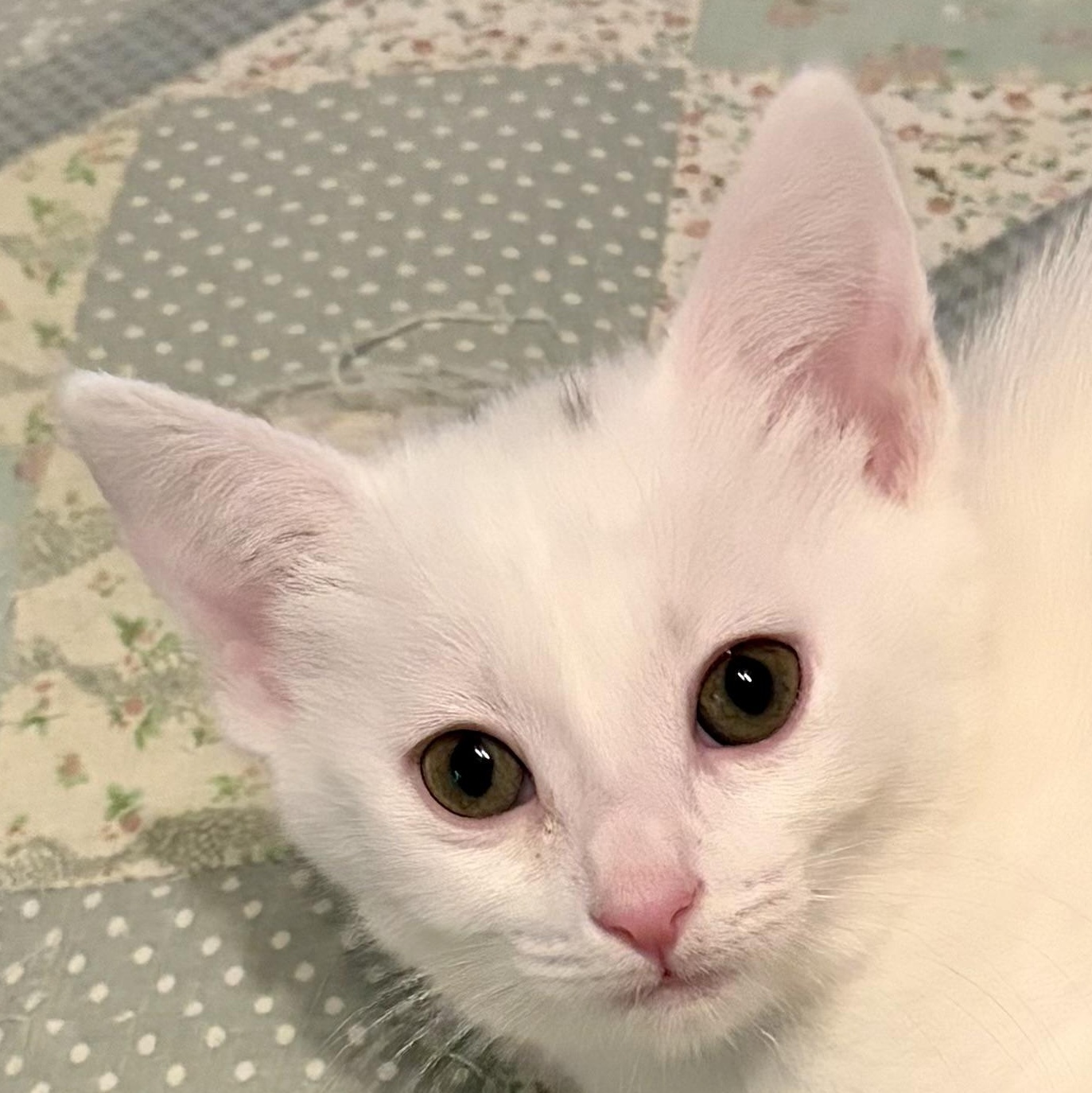 Enlarge Brynlee, a Adoptable Domestic Short Hair in Houghton Lake, MI image 2/4