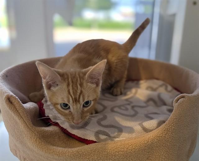 Rusty A218442, adopted, Kitten Male Domestic Short Hair.