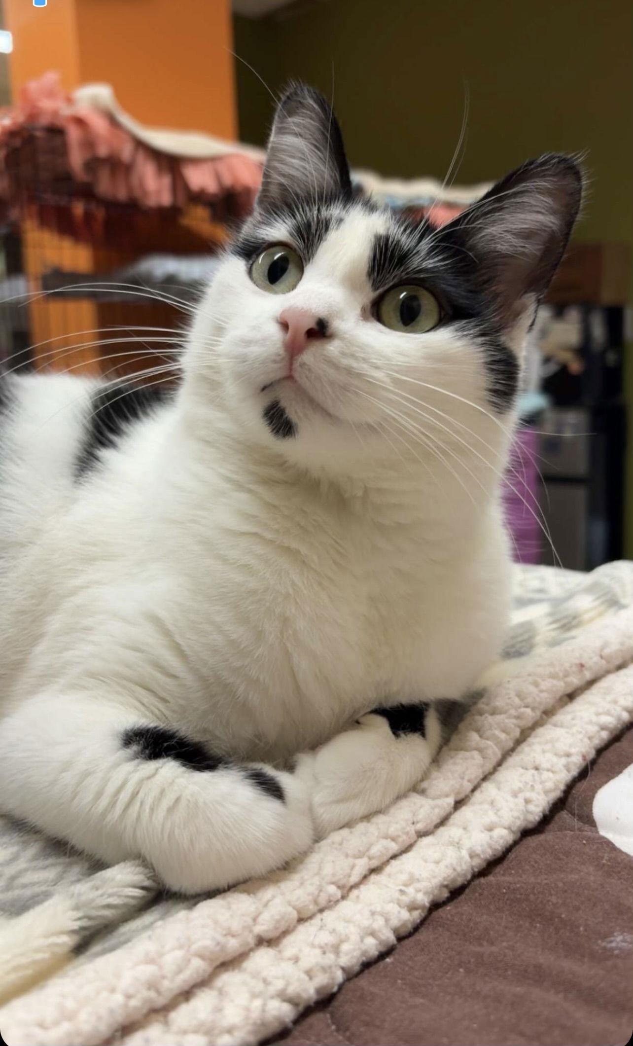 Patches, Adoptable, Young Female Domestic Short Hair.