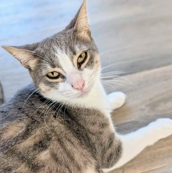 Catalina — thumbnail 2