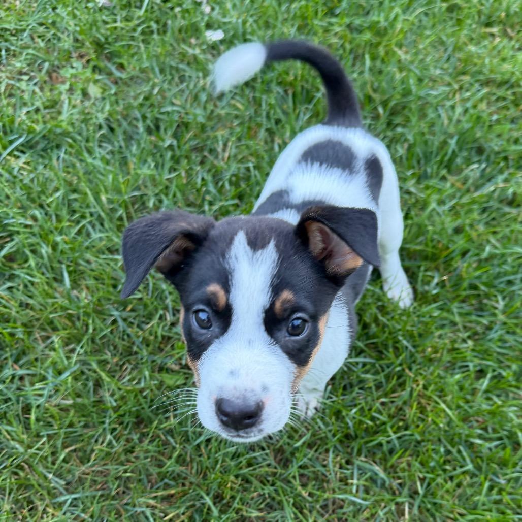 Enlarge Flannel, a Adoptable Mixed Breed in Tinley Park, IL image 1/1