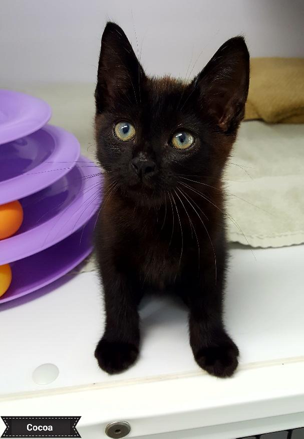 Cocoa, a Adoptable Domestic Short Hair in Key Largo, FL image 1/2