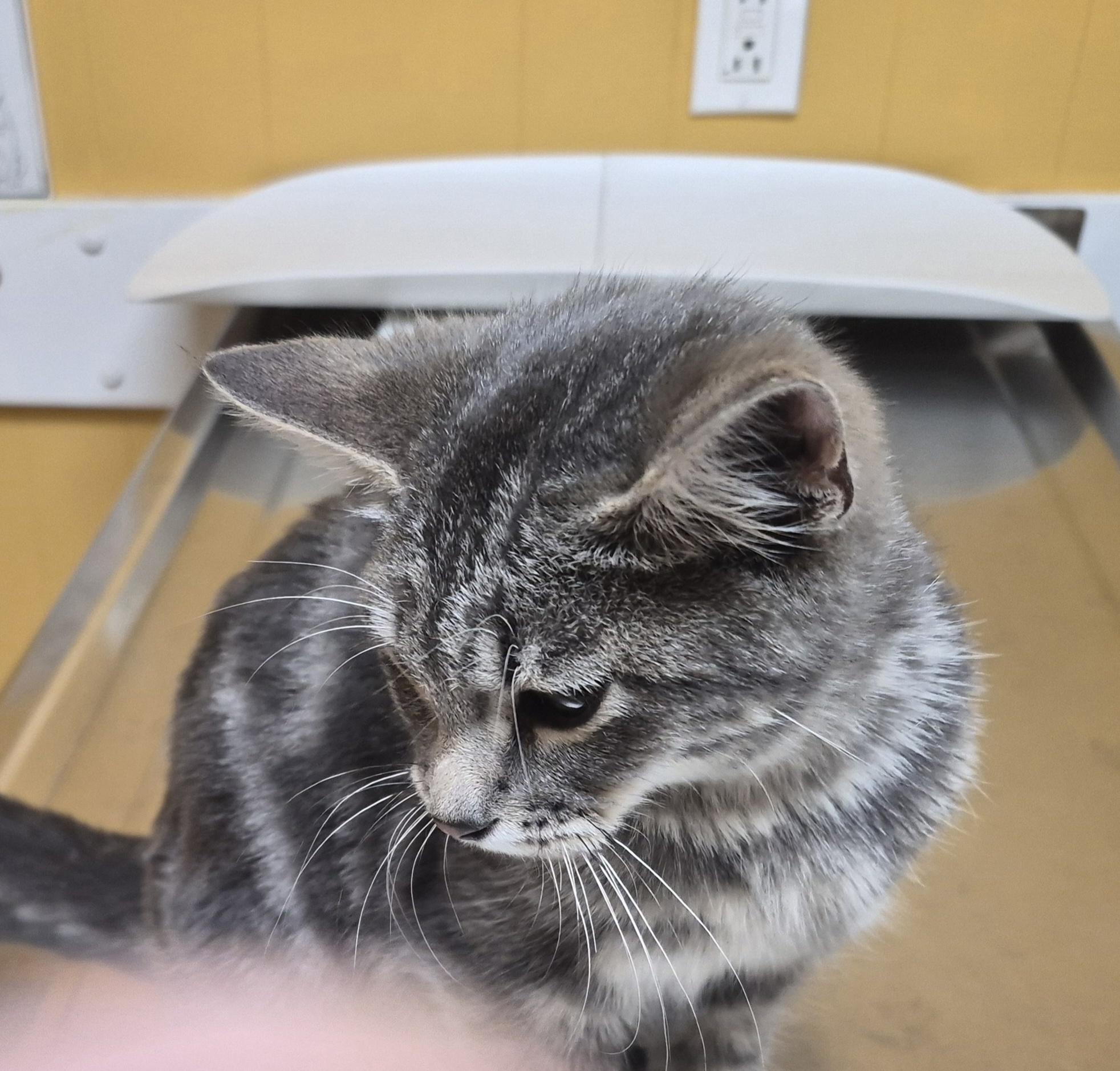 Mia, Adopted, Kitten Female Domestic Short Hair.