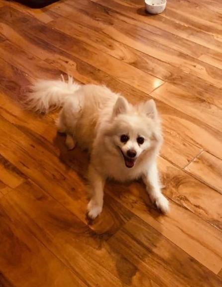 Rambo (Coming 7/27), Senior Male unknown