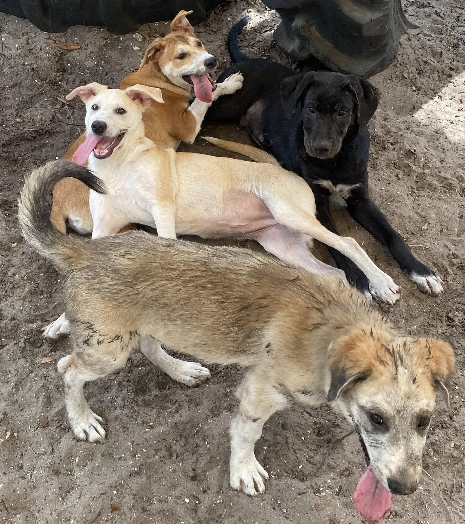 Yoko, Adoptable, Puppy Female Spitz & Shepherd.