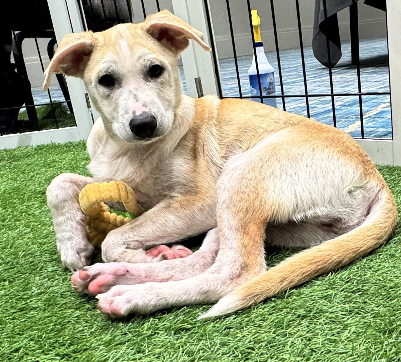 Yoko, Adoptable, Puppy Female Spitz & Shepherd.