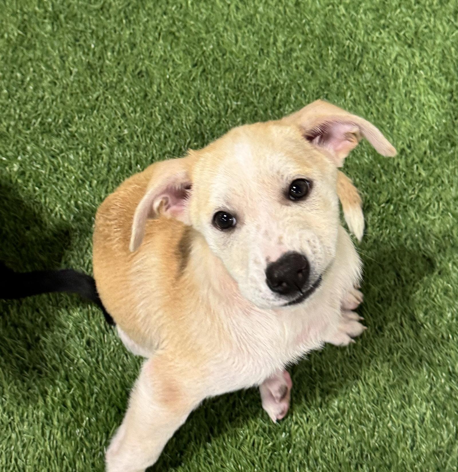 Enlarge Yoko, a Adoptable mixed breed in Sanford, FL image 3/3