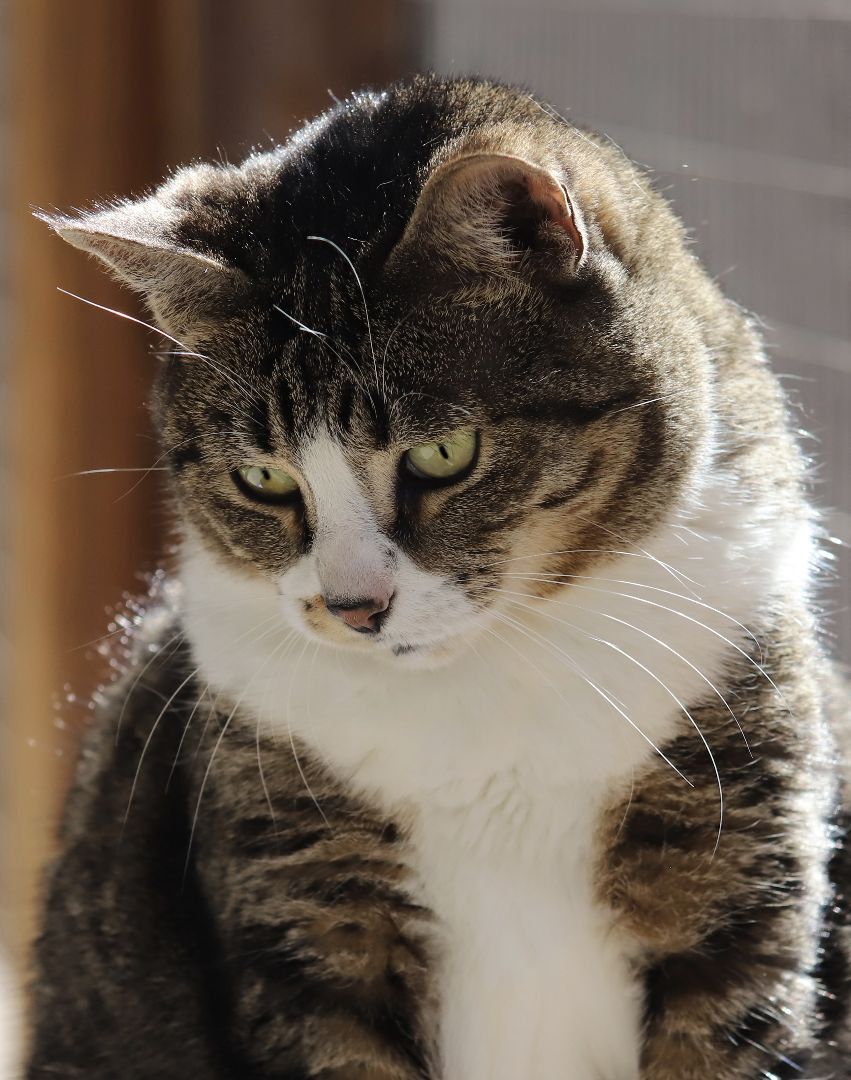 Enlarge Bette, a Adoptable mixed breed in North Fort Myers, FL image 1/12