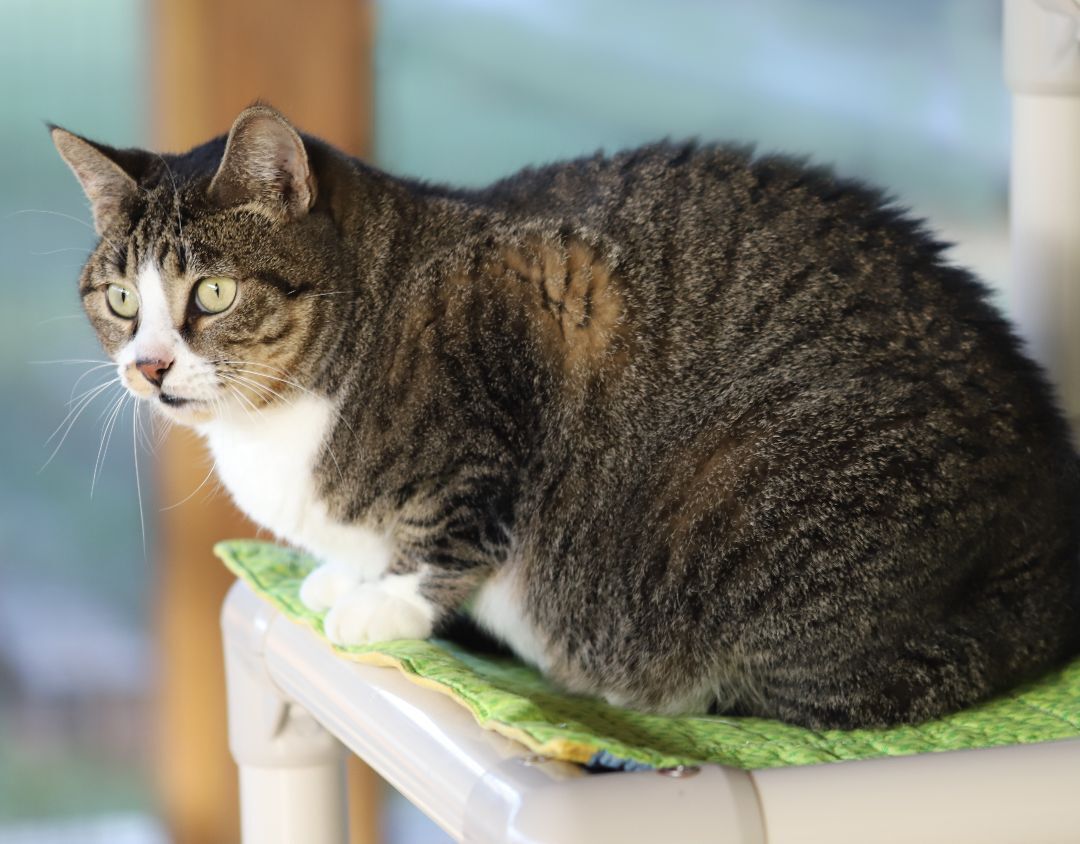 Enlarge Bette, a Adoptable mixed breed in North Fort Myers, FL image 2/12